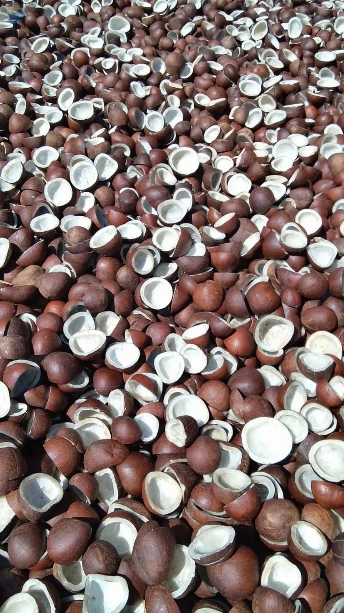 Dried Coconut Rajapuri Black Half Cut