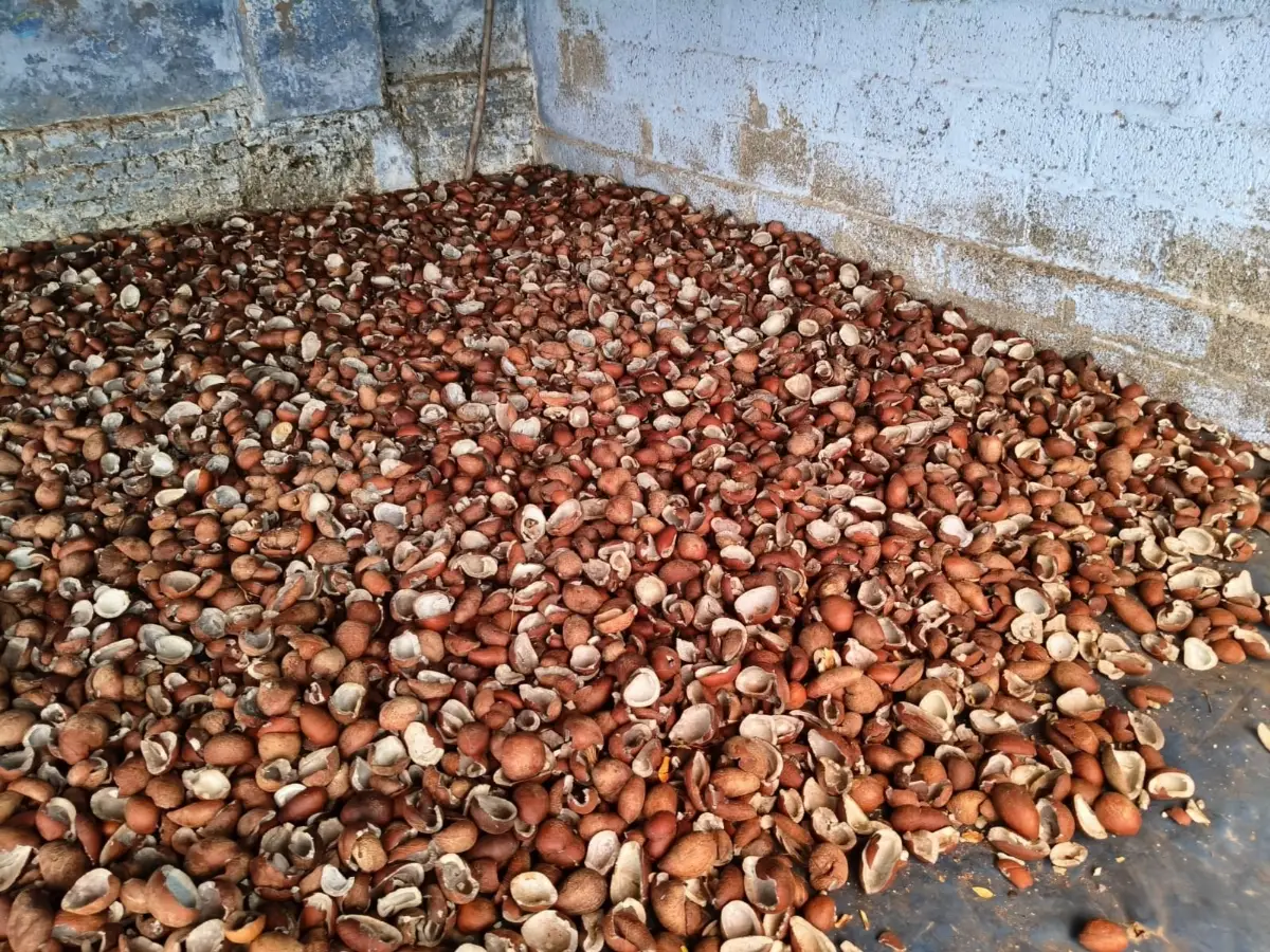 Dried Coconut Milling Copra
