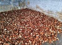 Coconut Fibre Coir