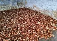Coconut Fibre Coir