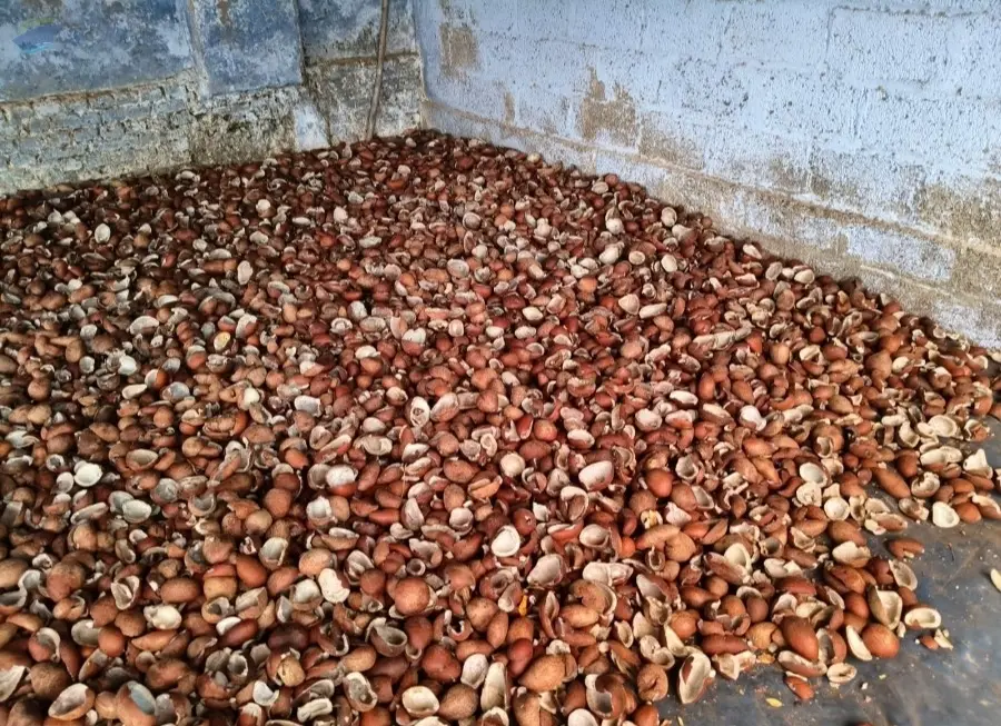 Coconut Fibre Coir