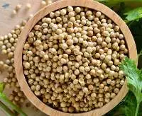 Coriander Seed