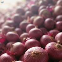 Onion