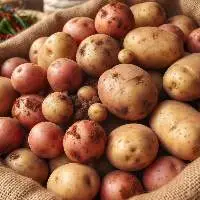 Potato