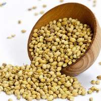 Coriander 