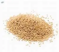 Sorghum (Jowar)