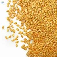 Wheat