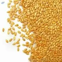 Wheat