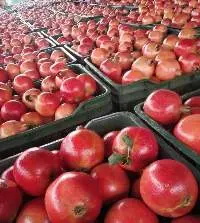 Pomegranate