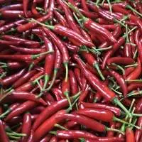 Frozen IQF Chili Pepper