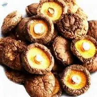 Shiitaki Mushroom