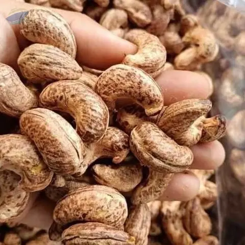 Cashew