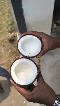 Fresh Coconut
