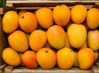 Export Grade Ratnagiri Alphonso Mangoes
