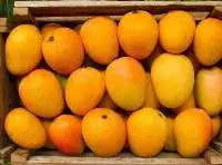 Export Grade Ratnagiri Alphonso Mangoes