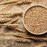 Wheat