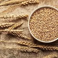 Wheat