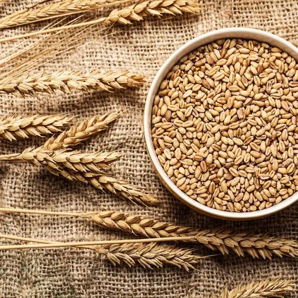 Wheat