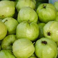 Guava