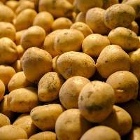 Potato