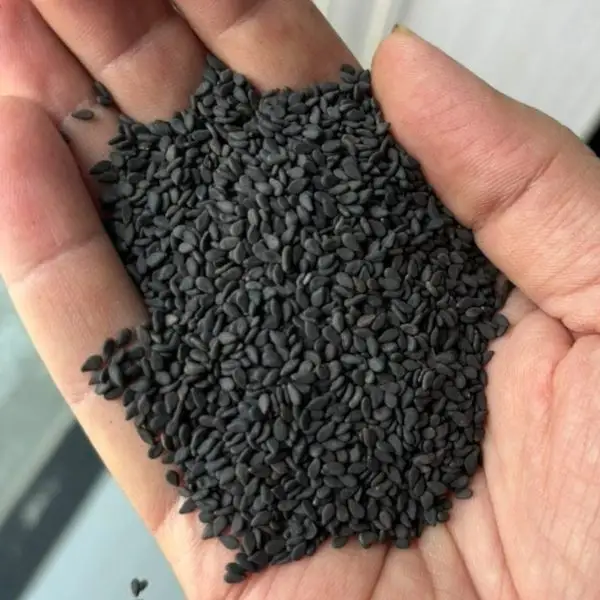Sesame Seeds