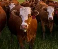 Premium Export Quality Live Livestock