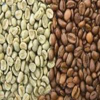 Robusta Green Coffee Bean