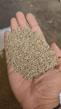 cumin Seed