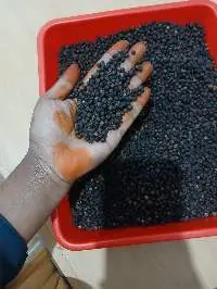 Black Pepper