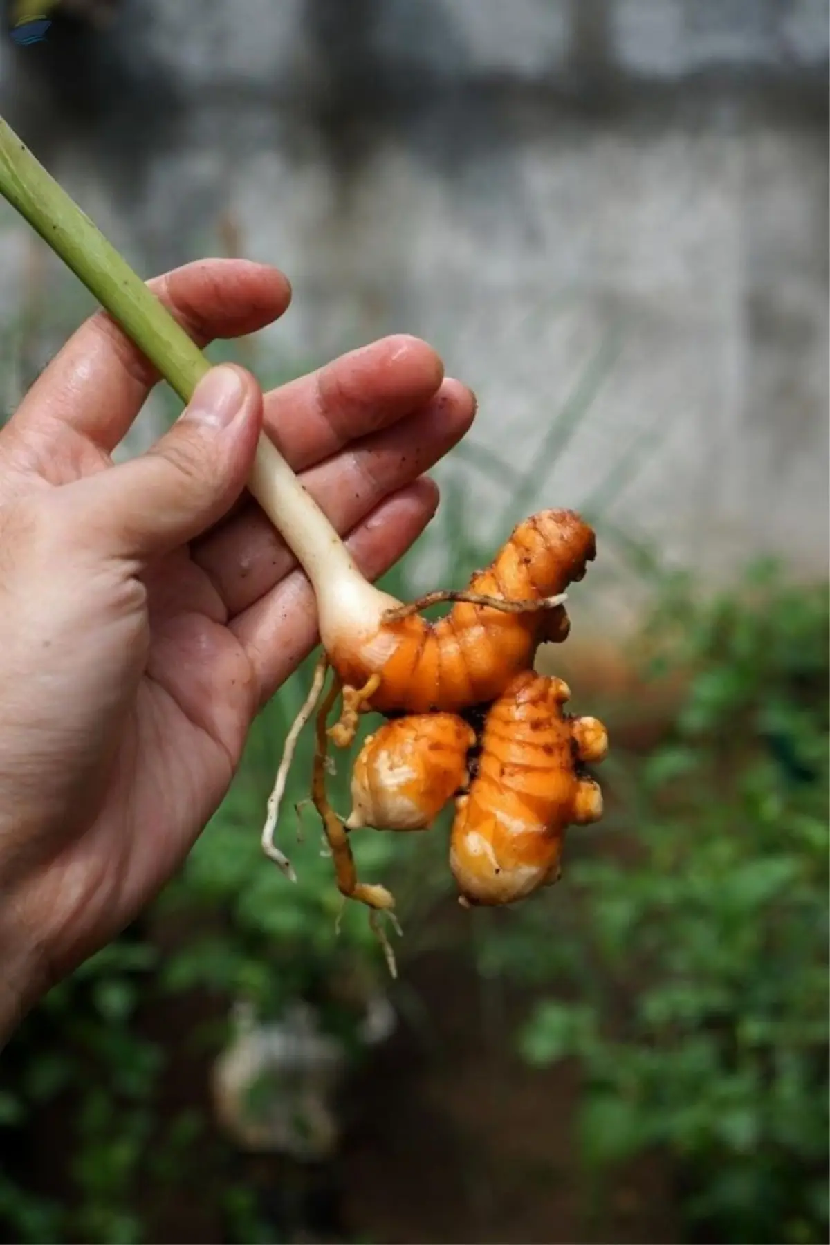 Turmeric