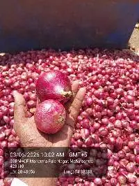 Onion