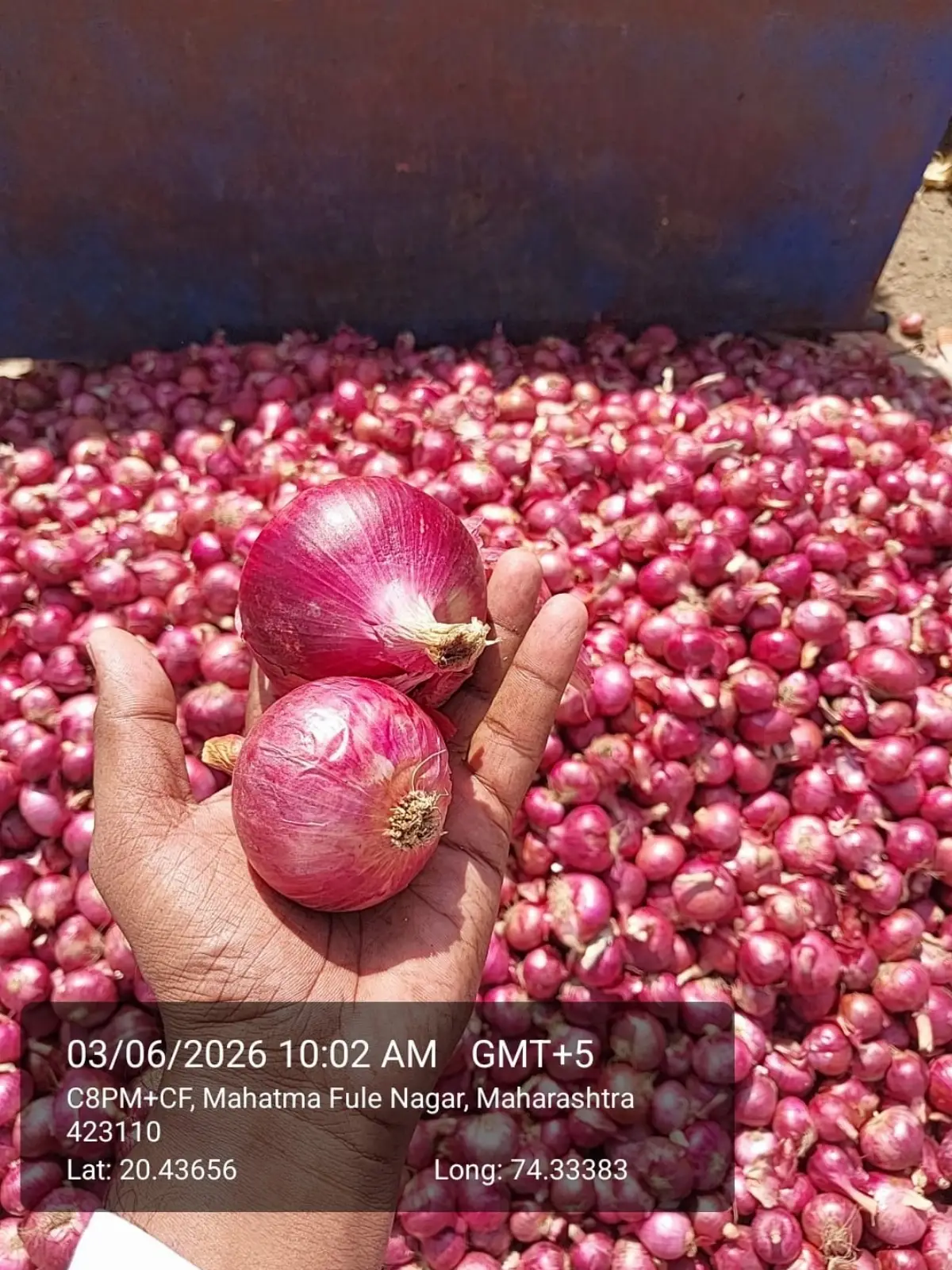 Onion