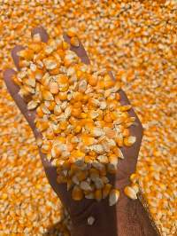 Yellow Maize