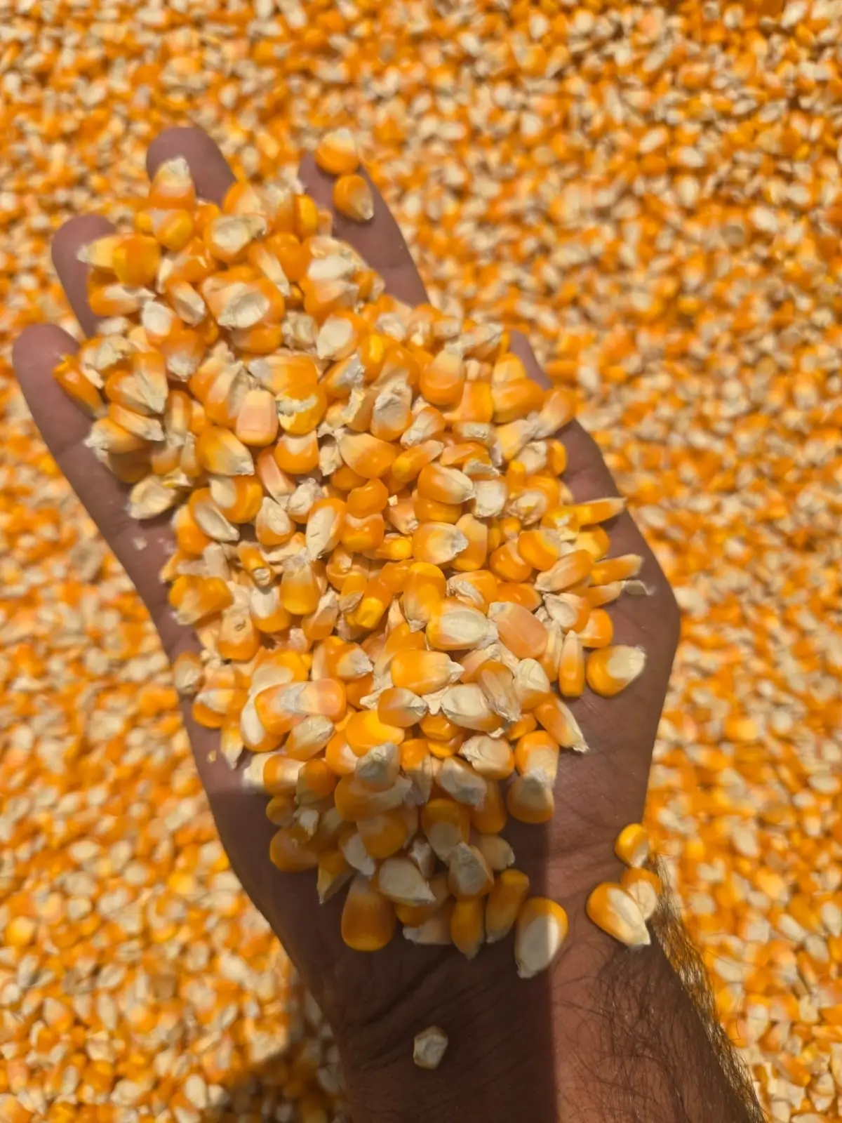 Yellow Maize