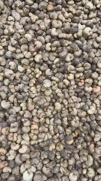 Raw Cashew Nuts (RCN)