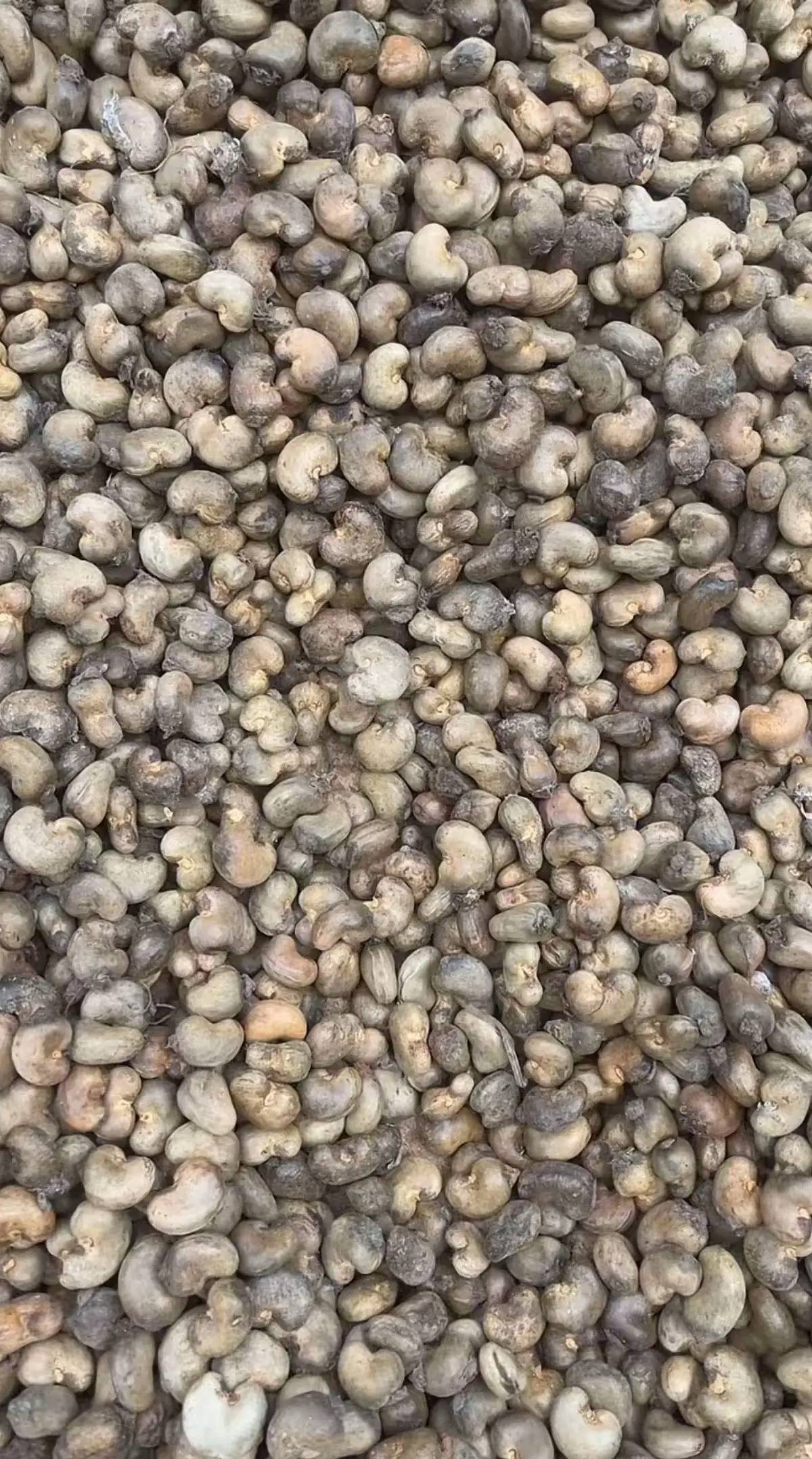 Raw Cashew Nuts (RCN)