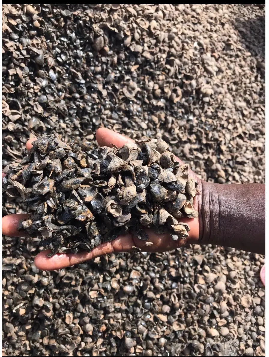 Palm Kernel Shells (PKS) Biomass Fuel