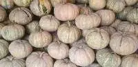 Sweet Pumpkin