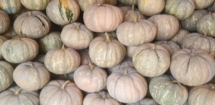Sweet Pumpkin