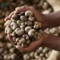 Raw Cashew Nuts