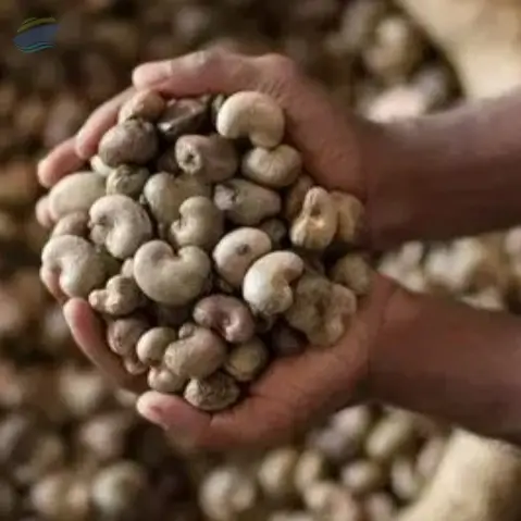 Raw Cashew Nuts