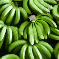 Ecuador Cavendish Banana