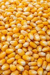 Yellow Maize (Corn)