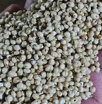 Sorghum (Jowar / Milo)