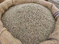 Bajra (Pearl Millet)