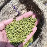 Mung Beans (Green Gram)