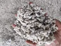 Cotton Seeds