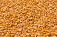 Yellow Corn (Latin American Origin)