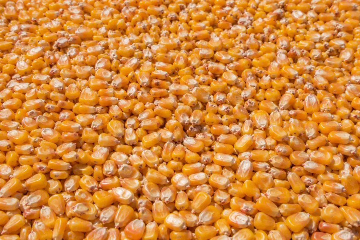 Yellow Corn (Latin American Origin)