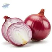 Fresh Premium Quality Indian Red Onion 